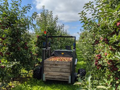 Autonomer Roboter fährt mit einer Kiste voller Äpfel durch eine Obstplantage